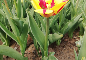 Przecudne tulipany